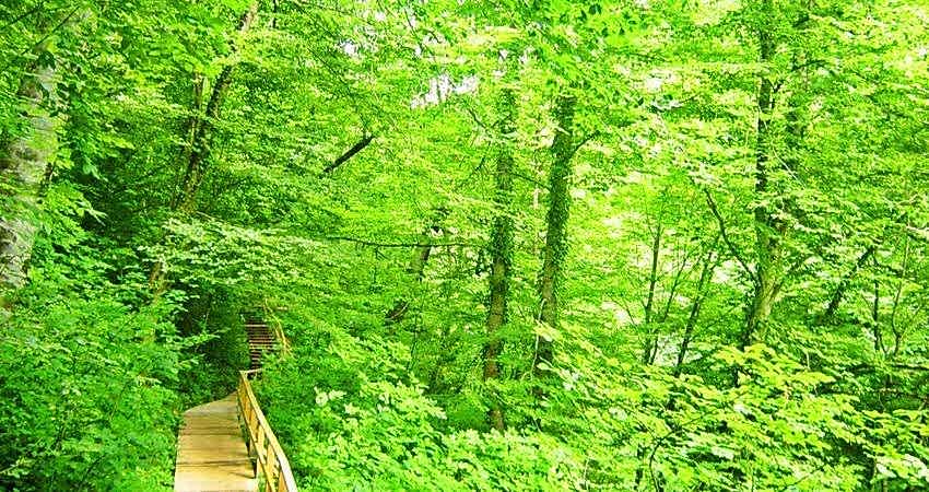 Doğu Karadeniz Yaylaları ve Batum Turu (Klasik Program)